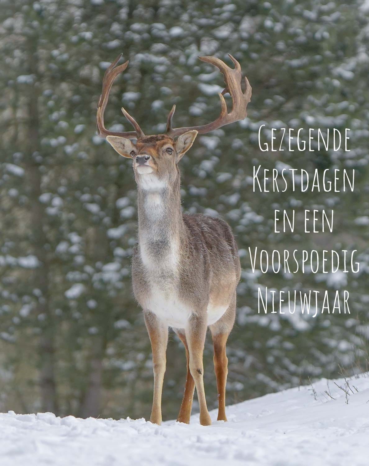 Gezegende Kerstdagen hert HVC Cards Stichting HVC helpt